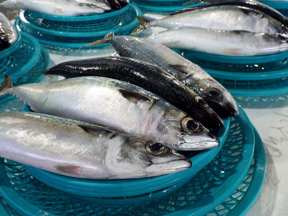 Bangada (Mackerel) uploaded by Fisher king - Seafood wholesaler and retailer on 1/23/2023