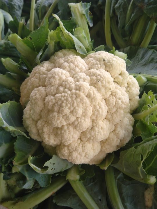 Organic cauliflower uploaded by business on 2/15/2021