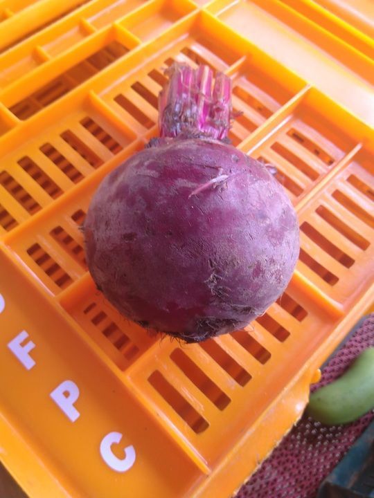 Organic Beetroot uploaded by Certified Organic Family Farmer on 2/15/2021