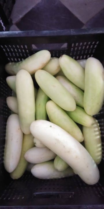 Organic white Cucumber uploaded by business on 2/15/2021