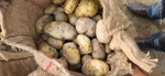 Business logo of Maa potato co