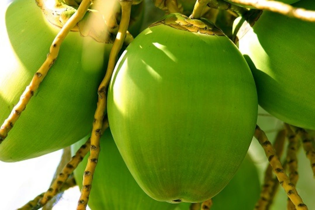 Tender coconuts uploaded by business on 2/25/2023