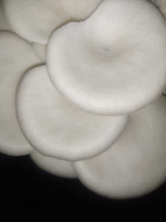 Fresh oyster mushroom uploaded by business on 2/23/2021