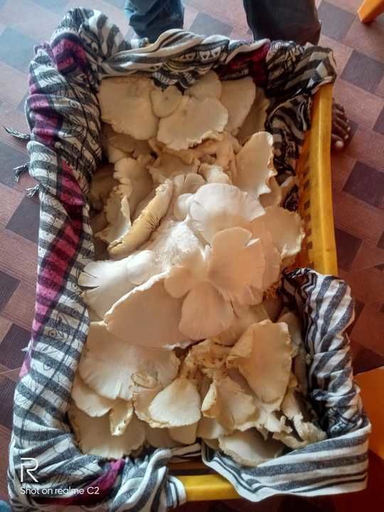 Dry oyster mushroom uploaded by business on 2/23/2021