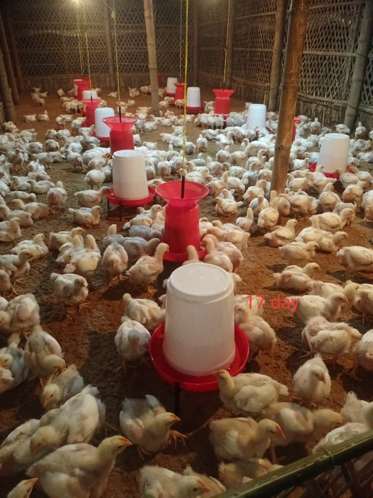 Poultry Wholesale uploaded by business on 2/25/2023