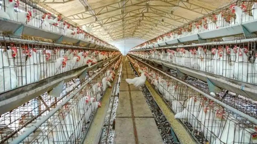 Factory Store Images of MODERN POULTRY