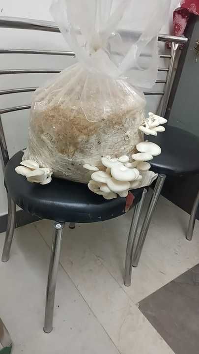 organic oyster mushroom uploaded by business on 2/23/2021