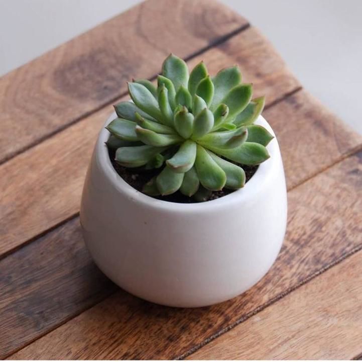 Ceramic planter  uploaded by business on 2/24/2021