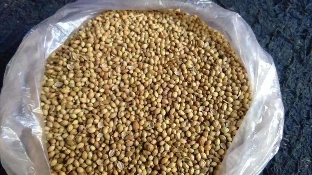 Coriander seed  uploaded by Spices on 3/12/2023