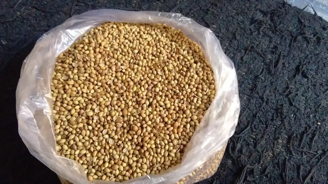 Coriander seed  uploaded by business on 3/12/2023