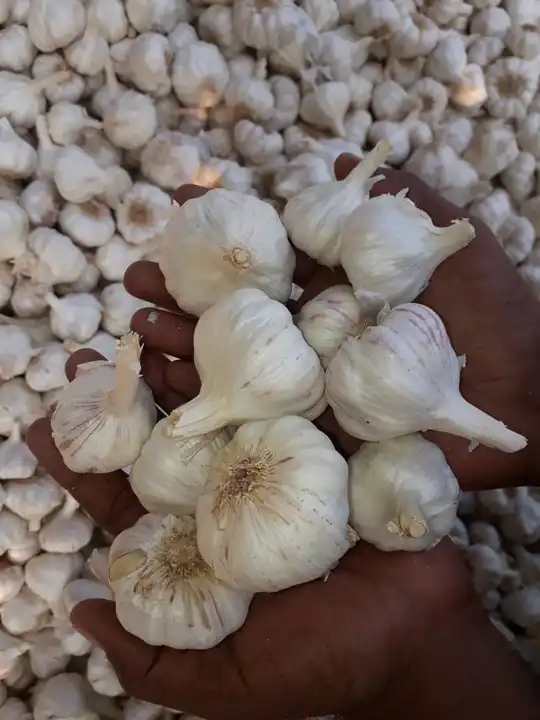 Garlic  uploaded by business on 3/12/2023