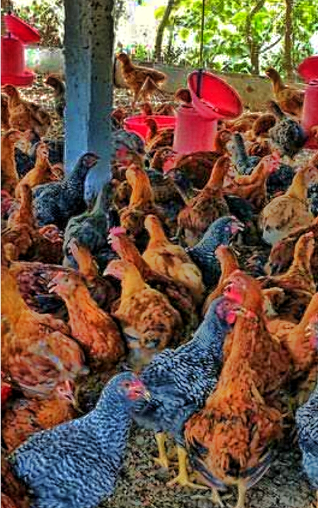 Product uploaded by Chicken 🐔 farm on 3/24/2023