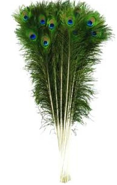 Peacock feather  uploaded by business on 3/24/2023