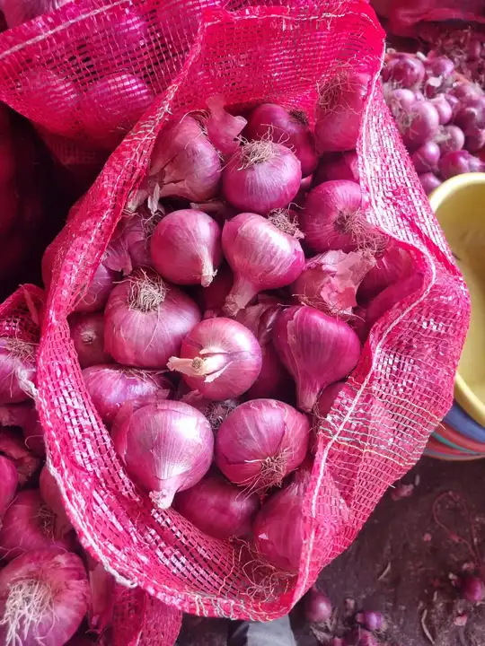 Post image Export quality onion available for domestic and international market.
11rs/per kg