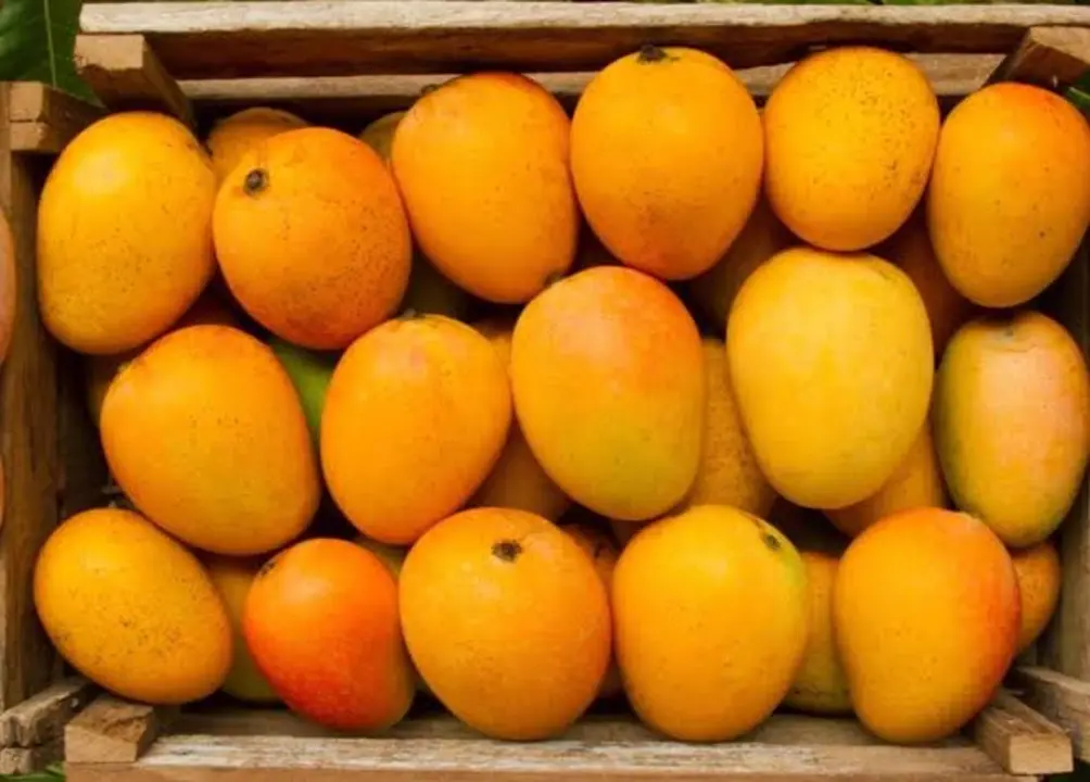 Devgad Mangoes  uploaded by business on 4/5/2023