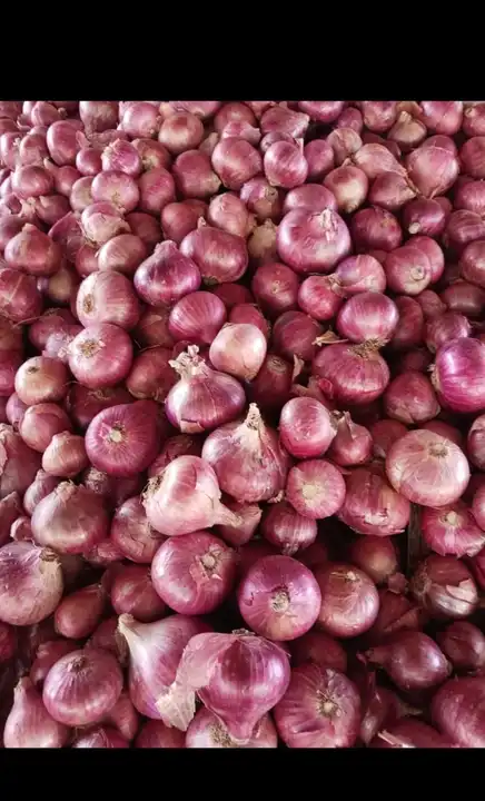 Onion uploaded by Aonemax global exim Pvt Ltd  on 4/6/2023