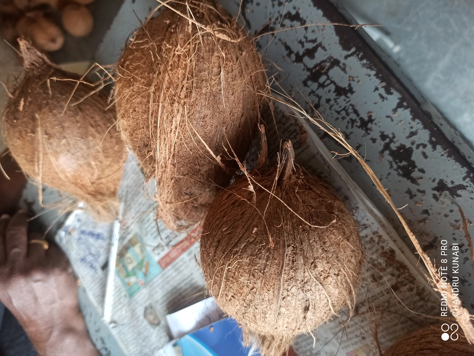Coconut  uploaded by Surya enterprises on 4/12/2023