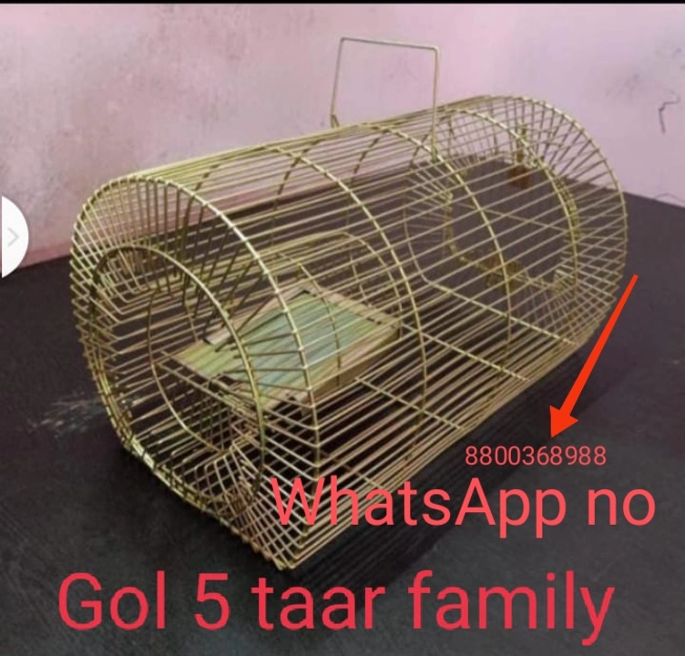 Gol 5 taar family 🐀 rat teramp uploaded by business on 4/14/2023
