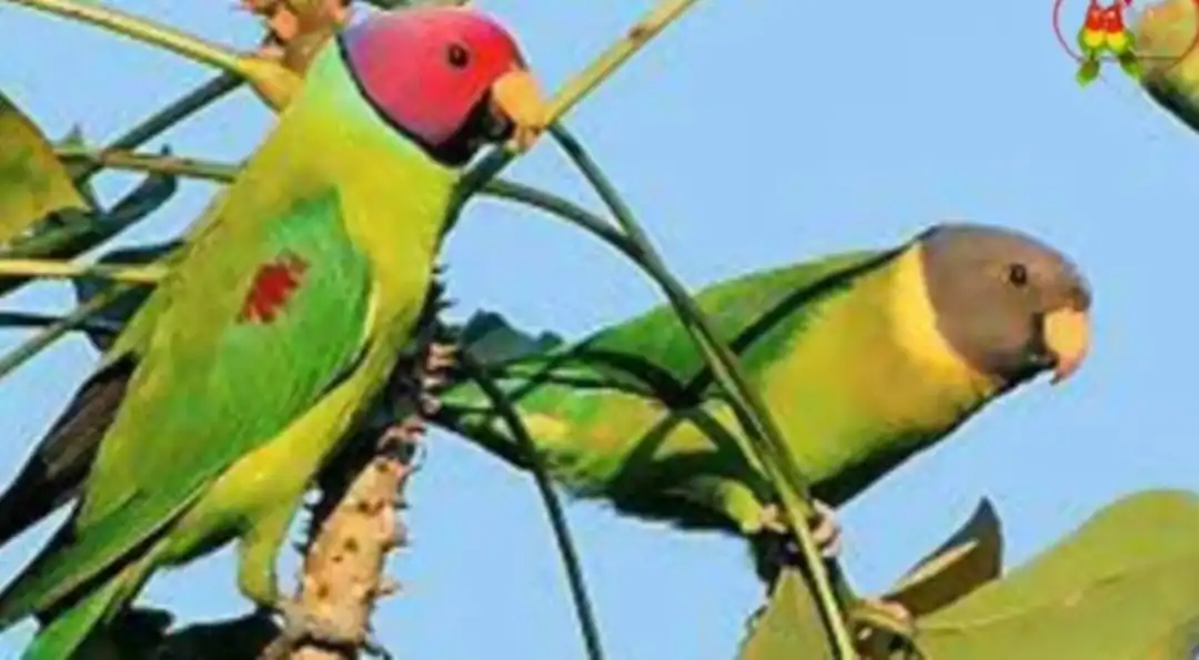 Bajri, love bird  uploaded by Chaudhary all in one agro farm on 4/15/2023