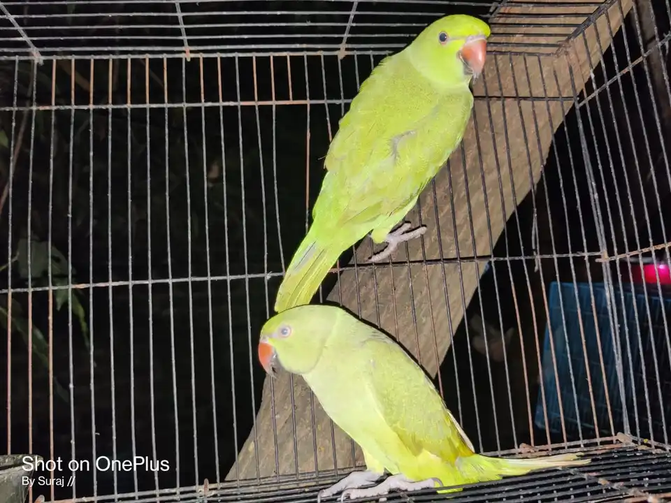 Bajri, love bird  uploaded by Chaudhary all in one agro farm on 4/15/2023
