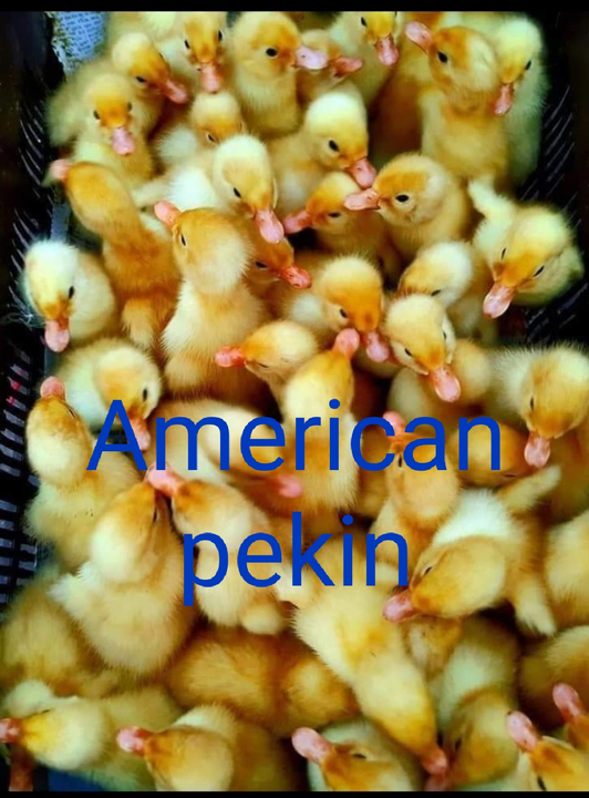 American pekin  uploaded by Chaudhary all in one agro farm on 4/16/2023
