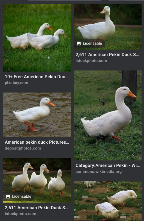 American pekin  uploaded by Chaudhary all in one agro farm on 4/16/2023