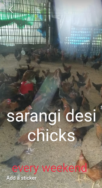 Sarangi Desi  uploaded by Chaudhary all in one agro farm on 4/16/2023