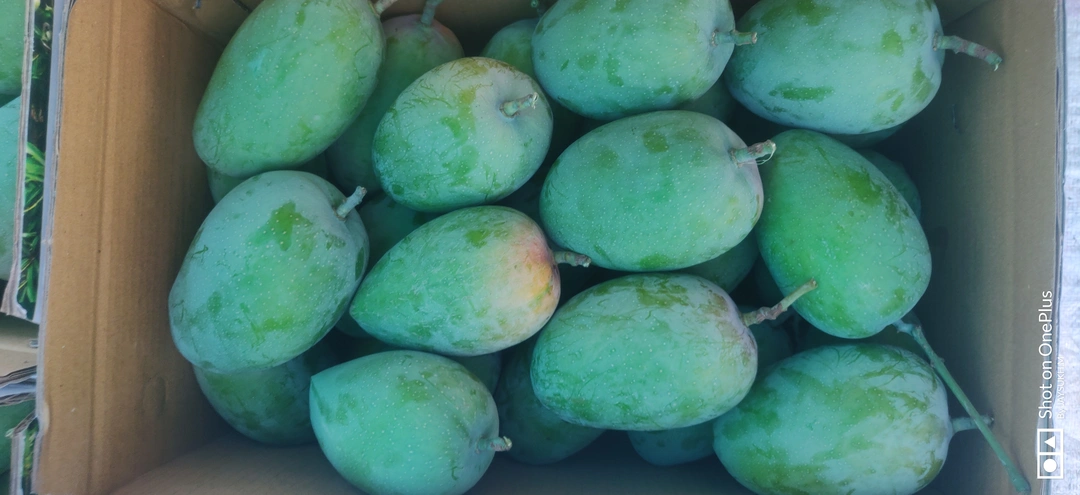 Fresh kesar mango  uploaded by KKM FARM PRODUCTS on 4/17/2023