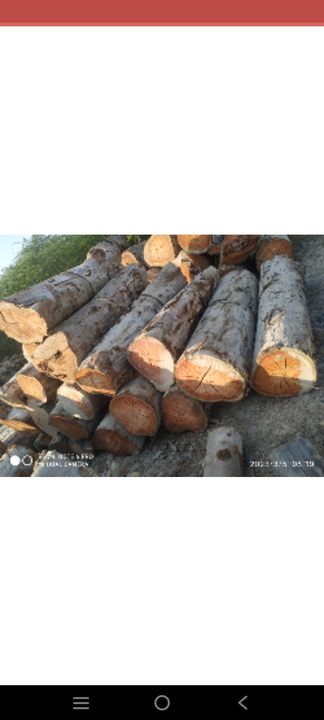  U k wood 🪵🪵🪵🪵 uploaded by business on 4/19/2023