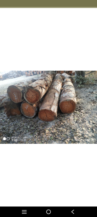 U k wood 🪵🪵🪵🪵 uploaded by business on 4/19/2023