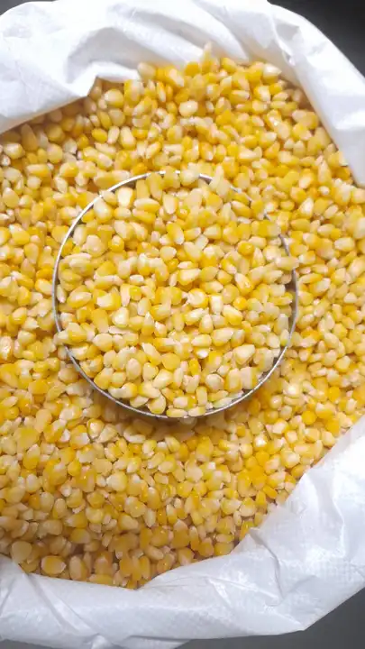 Sweet corn 🌽 uploaded by business on 4/22/2023