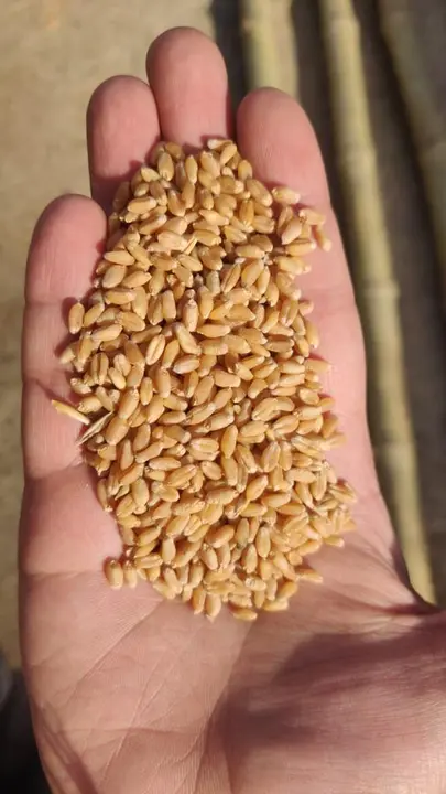 Wheat mill quality uploaded by Ansh dhawan on 4/24/2023