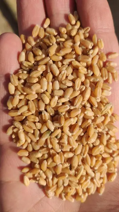 Wheat mill quality uploaded by Ansh dhawan on 5/22/2024