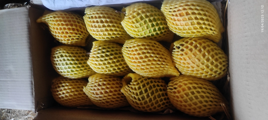 Alphonso mango ratnagiri devgadh  1 dozen uploaded by business on 4/25/2023