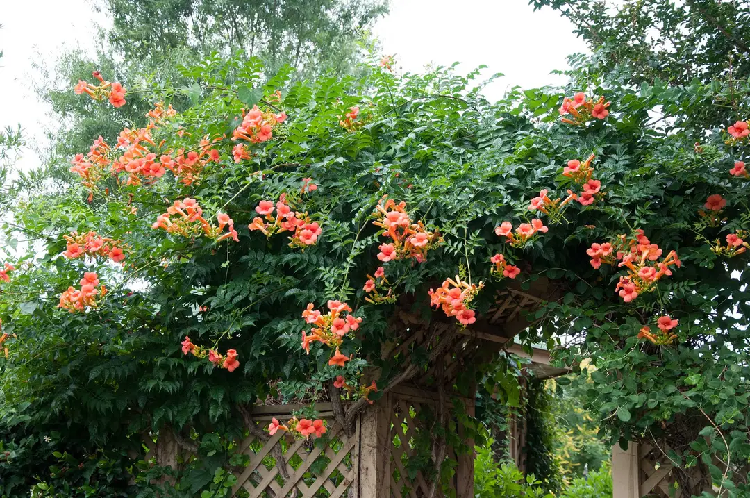 Trumpet vine  uploaded by business on 4/29/2023