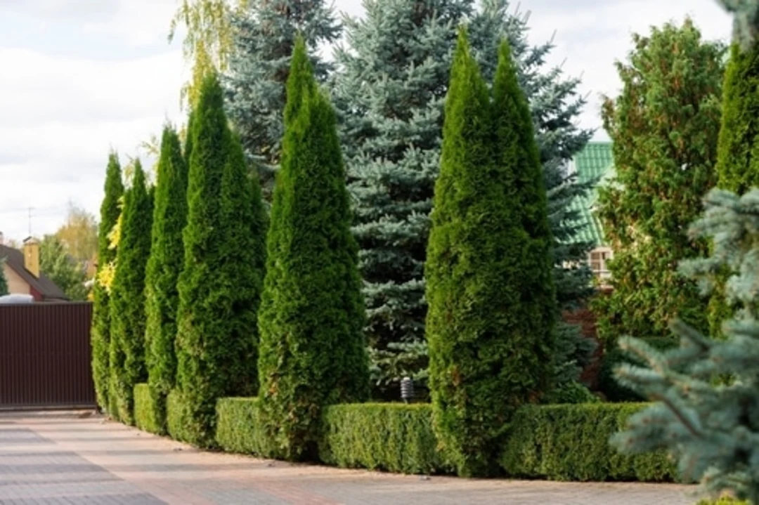 Thuja ( Morpankhi ) uploaded by business on 5/1/2023