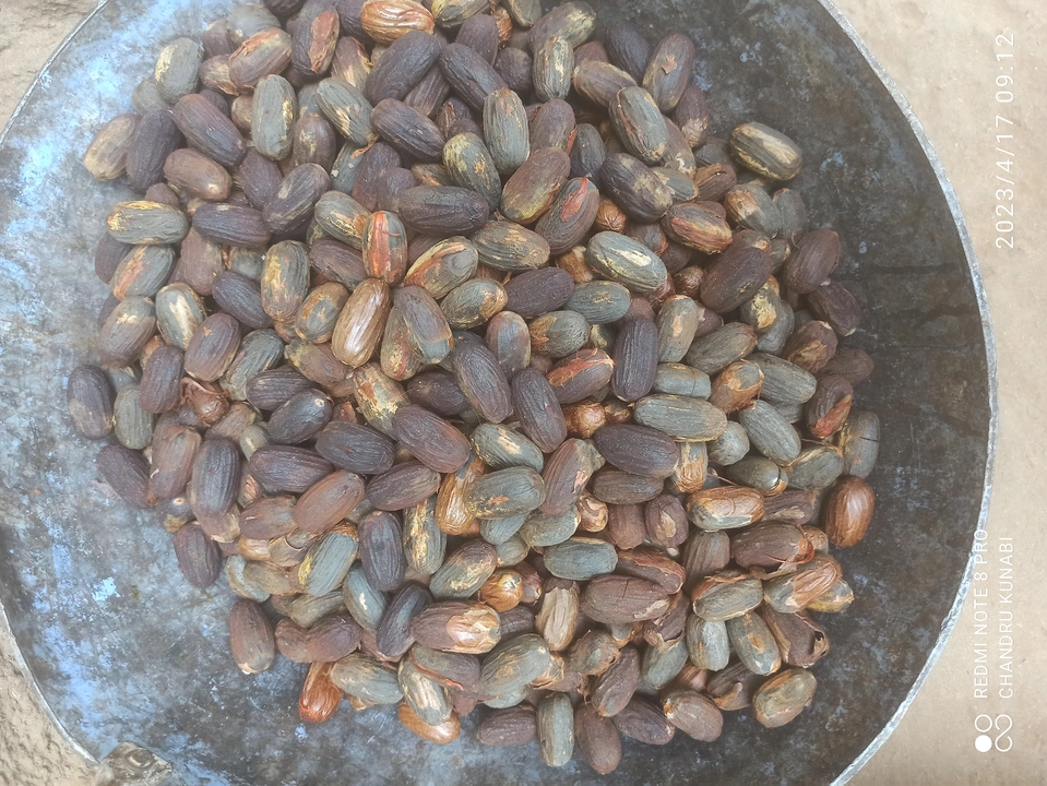 Rampatre seeds uploaded by Surya enterprises on 5/1/2023