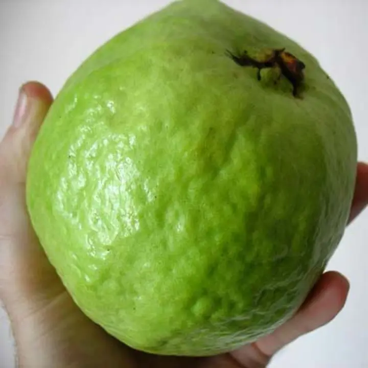 Guava fruit organic  uploaded by Surya enterprises on 5/1/2023
