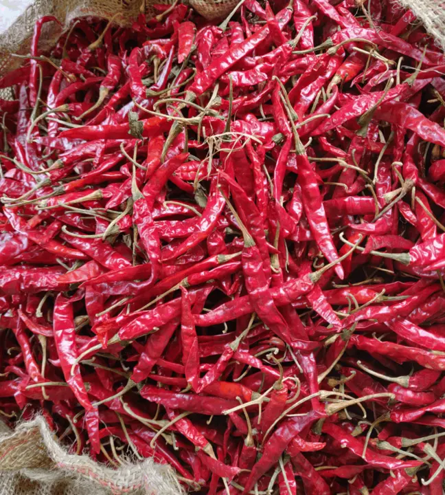 Teja red chilli uploaded by Sathya Sai enterprise on 5/2/2023