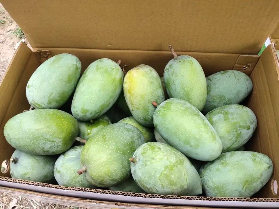 Kesar mangoes uploaded by business on 5/2/2023