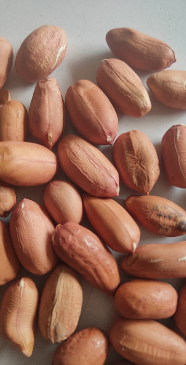 Groundnut/Peanut  uploaded by business on 5/3/2023