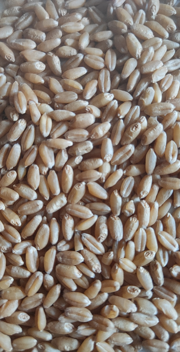 Wheat  uploaded by Kamalesh traders on 5/3/2023