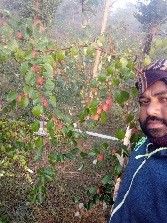 Product uploaded by Ball Sundery mess india apples barr on 5/3/2023