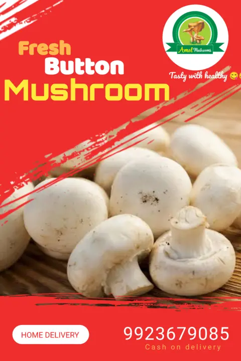 Fresh button mushroom  uploaded by AMOL MUSHROOM' S on 5/8/2023