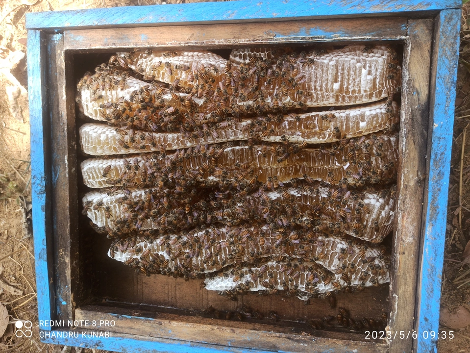 Raw honey  uploaded by Surya enterprises on 5/9/2023
