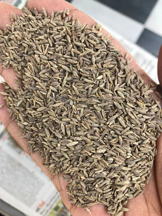 Export Quality Cumins/Jeera Seeds  uploaded by Mahadev Traders Jaipur on 5/12/2023