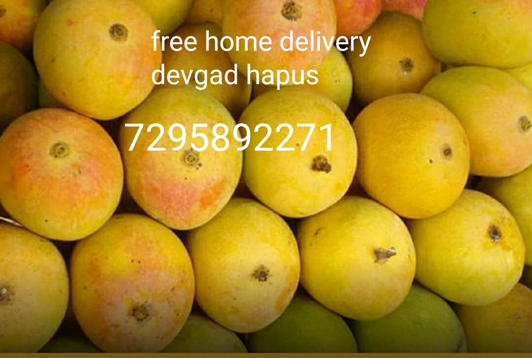Alphonso mango  uploaded by Devgad hapus aam Ratnagiri hapus on 5/14/2023