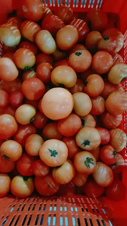 Heirloom/ Beefsteak tomato  uploaded by Growloc on 5/24/2023