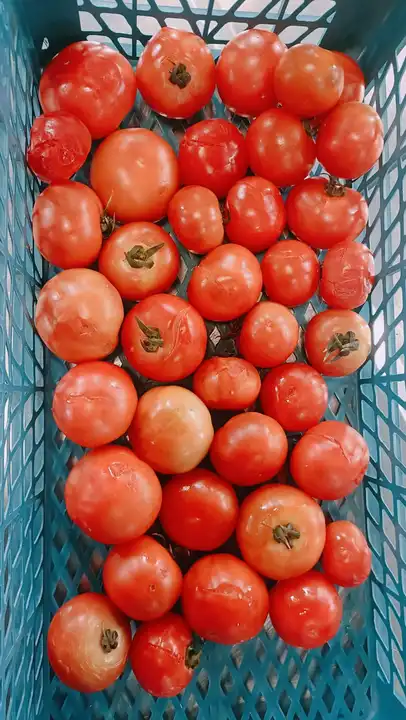 Heirloom/ Beefsteak tomato  uploaded by Growloc on 5/24/2023