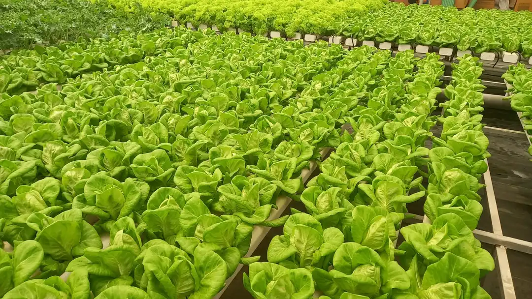 Lettuce  uploaded by Growloc on 5/24/2023